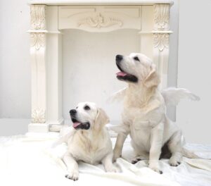 英国ゴールデン専門ブリーダー Rikachan House