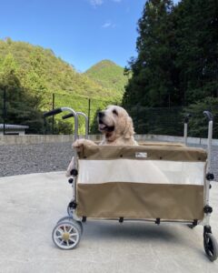老犬ホーム
