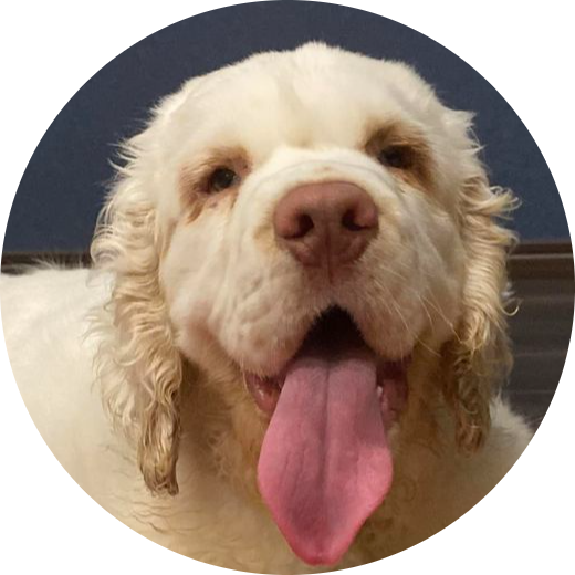 Clumber spaniel